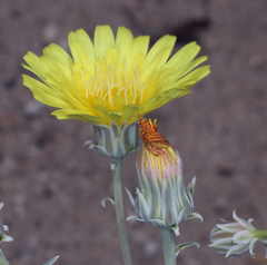 Malacothrix sonchoides