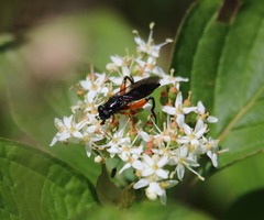 Chalcosyrphus vecors