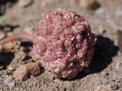 Cymopterus globosus