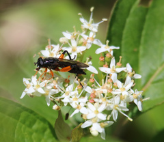 Chalcosyrphus vecors
