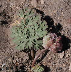 Cymopterus globosus