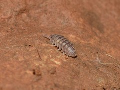 Armadillidium atticum