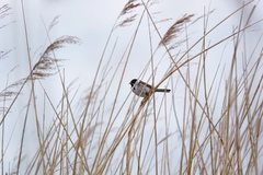 Emberiza schoeniclus