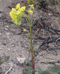 Chylismia claviformis lancifolia