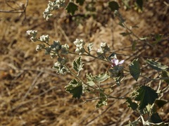 Malacothamnus helleri