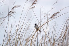 Emberiza schoeniclus