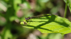 Enallagma geminatum