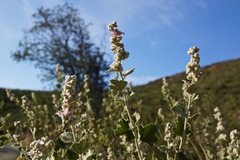 Malacothamnus helleri