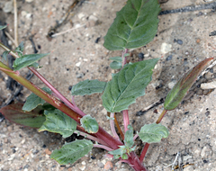 Chylismia claviformis lancifolia