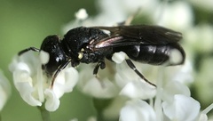 Hylaeus