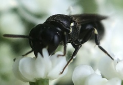 Hylaeus