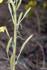 Chylismia claviformis lancifolia