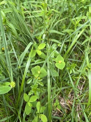 Euphorbia angulata