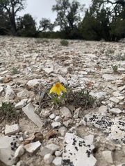 Stenotus armerioides