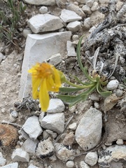 Stenotus armerioides