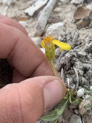 Stenotus armerioides