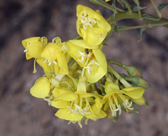 Chylismia claviformis lancifolia