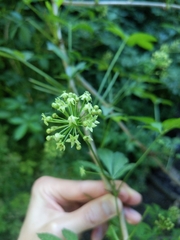 Eleutherococcus sieboldianus