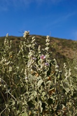 Malacothamnus helleri