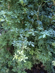 Eleutherococcus sieboldianus