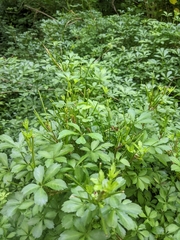 Eleutherococcus sieboldianus