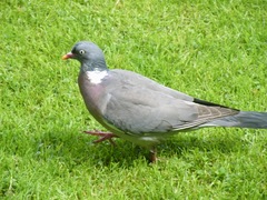 Columba palumbus