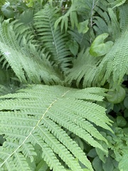 Matteuccia struthiopteris