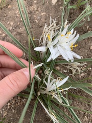 Leucocrinum montanum
