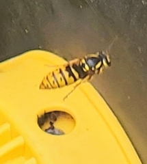 Vespula flavopilosa