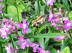 Hemaris aethra