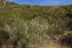 Malacothamnus helleri