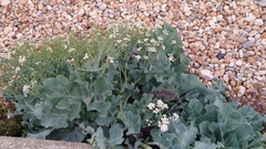 Crambe