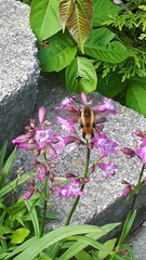 Hemaris aethra