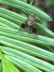 Chrysopilus quadratus