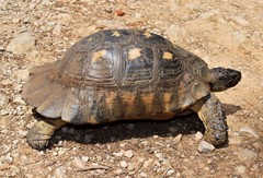Testudo marginata