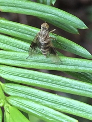 Chrysopilus quadratus