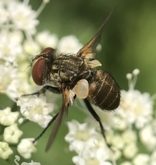 Brachycera
