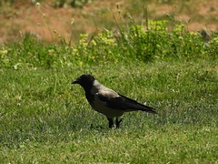 Corvus cornix