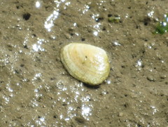 Ruditapes decussatus