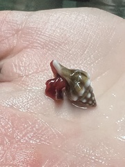 Peristerniinae