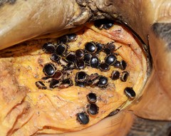 Hyalomma aegyptium