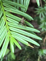 Chrysopilus quadratus