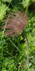 Geum montanum