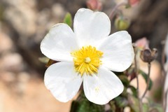 Cistus salviifolius