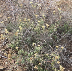 Crassula mesembryanthoides mesembryanthoides