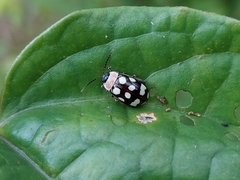 Alagoasa bipunctata