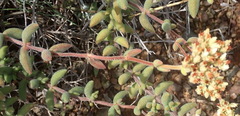 Crassula mesembryanthoides mesembryanthoides
