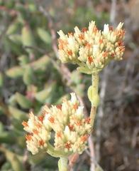 Crassula mesembryanthoides mesembryanthoides
