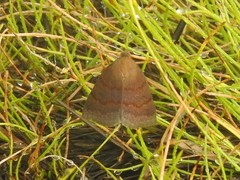 Argyrostrotis deleta