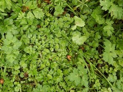 Chrysosplenium oppositifolium